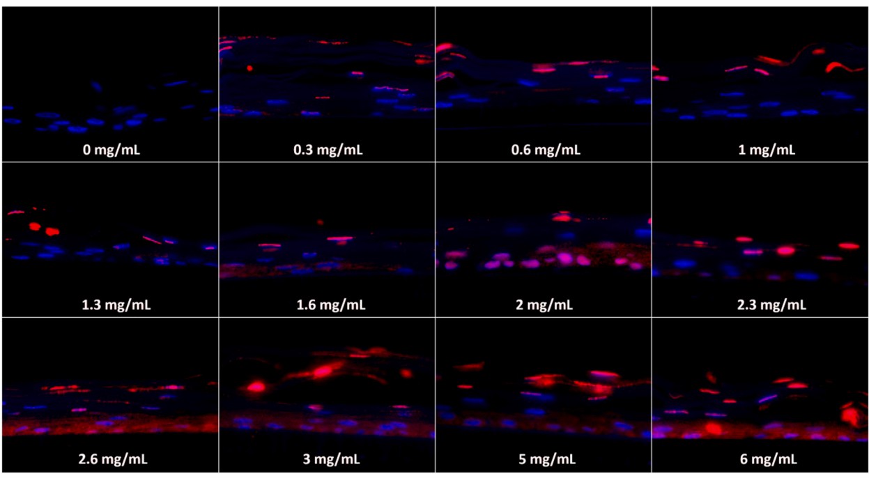 Histological images of apoptotic DNA fragments of SDS-treated RhCE models. (Chacón, 2022)